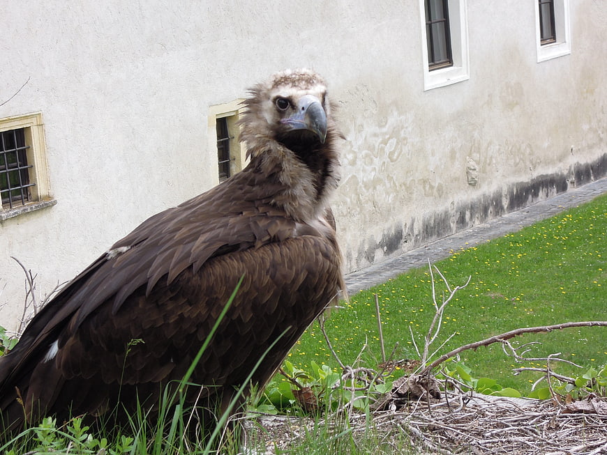 Cinereous Vulture Standing in Grass Near Building