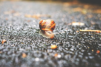 Close-up of a snail crawling on wet asphalt after rain