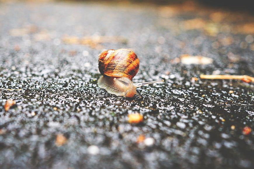 Close-up of a snail crawling on wet asphalt after rain