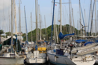 Crowded marina with sailboats and masts against trees
