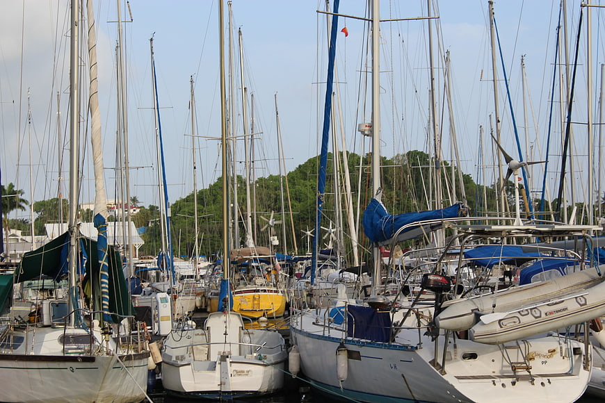 Crowded marina with sailboats and masts against trees