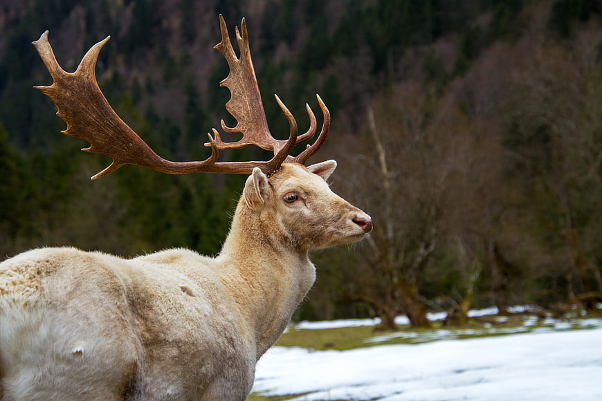 White Fallow Deer with Large Antlers in Snowy Forest