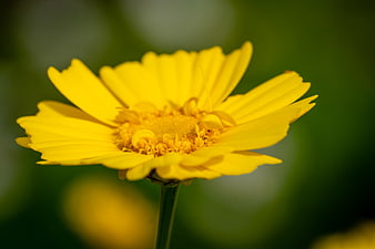 Close-up of a vibrant yellow flower with blurred green background