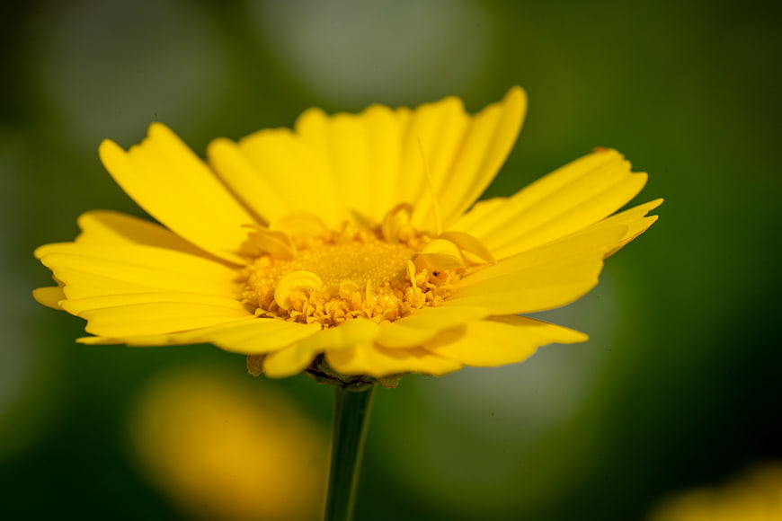 Close-up of a vibrant yellow flower with blurred green background