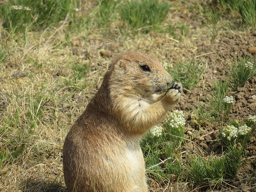 Prairie Dog Eating Grass in Natural Habitat