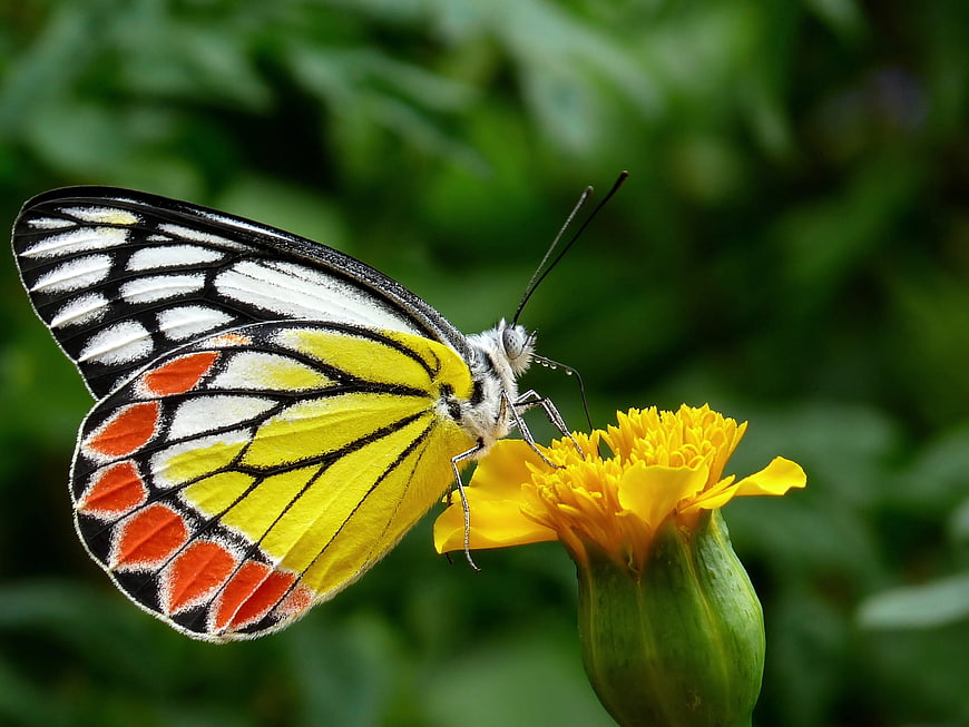 Close-up of a Common Jezebel Butterfly on a Yellow Flower
