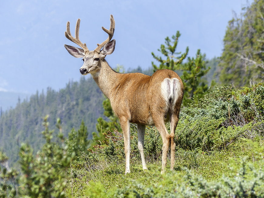 Mule Deer Buck Standing in Alpine Meadow with Forest Background