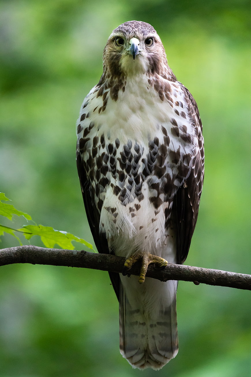 Red-shouldered Hawk Perched on Branch in Forest