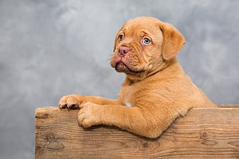 Cute Bordeaux puppy leaning on wooden fence