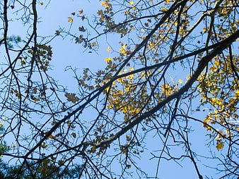 Autumn tree branches with yellow leaves against blue sky