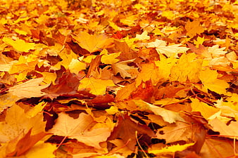 Close-up of vibrant yellow and orange maple leaves on the ground