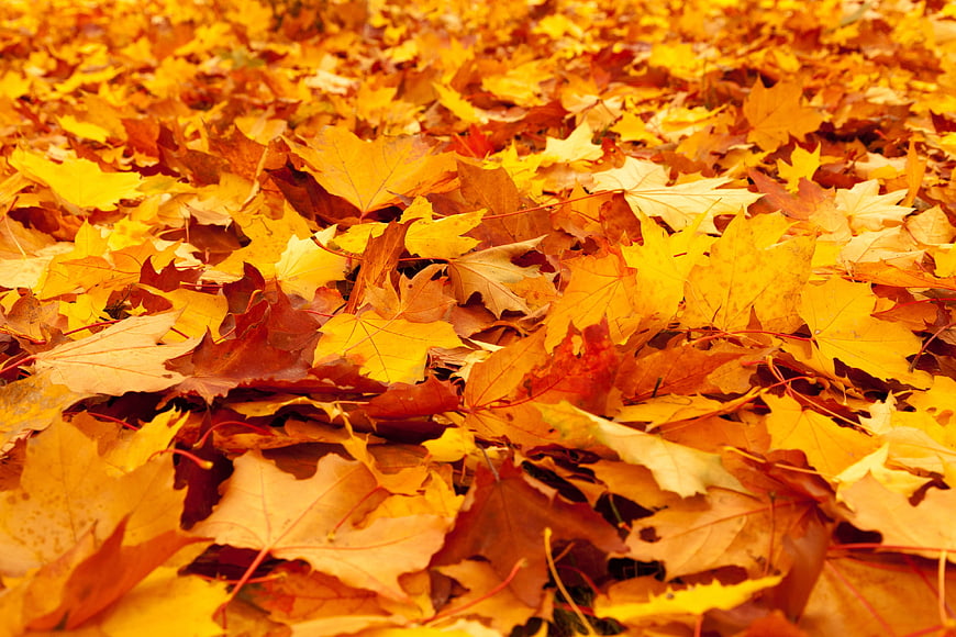 Close-up of vibrant yellow and orange maple leaves on the ground