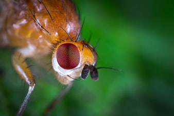 Macro Close-Up of Fruit Fly Eye on Green Background