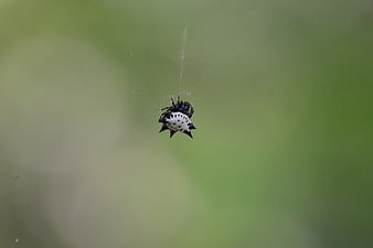 Spiny Orb Weaver Spider on Web in Nature