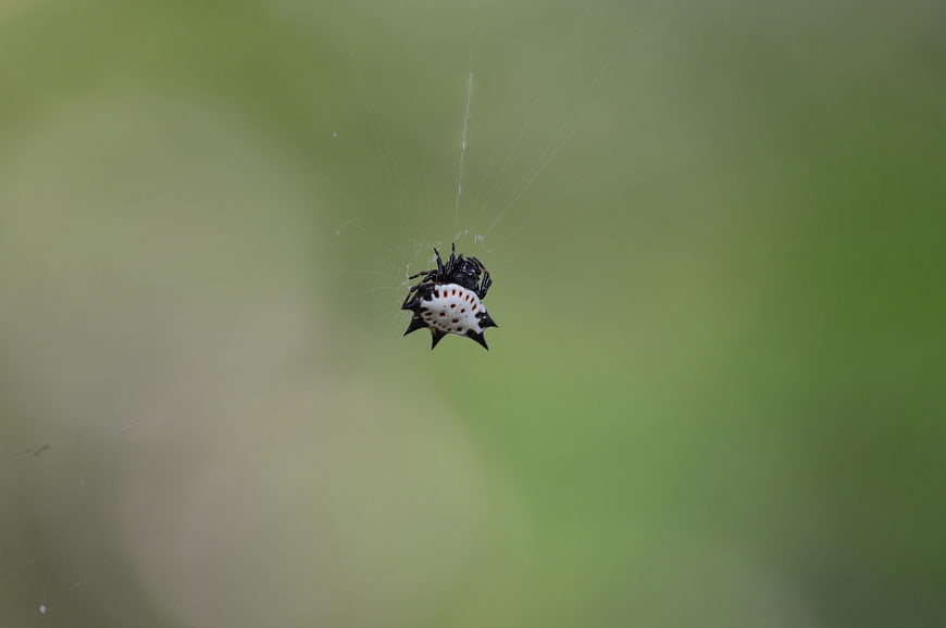 Spiny Orb Weaver Spider on Web in Nature