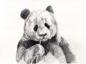Pencil sketch of a panda bear eating bamboo