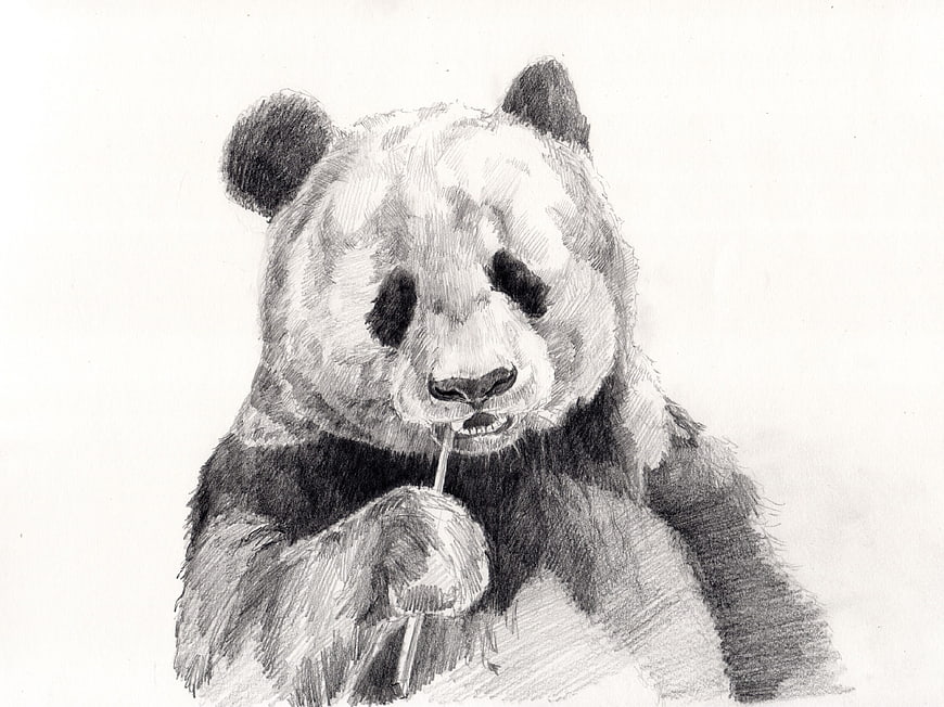 Pencil sketch of a panda bear eating bamboo