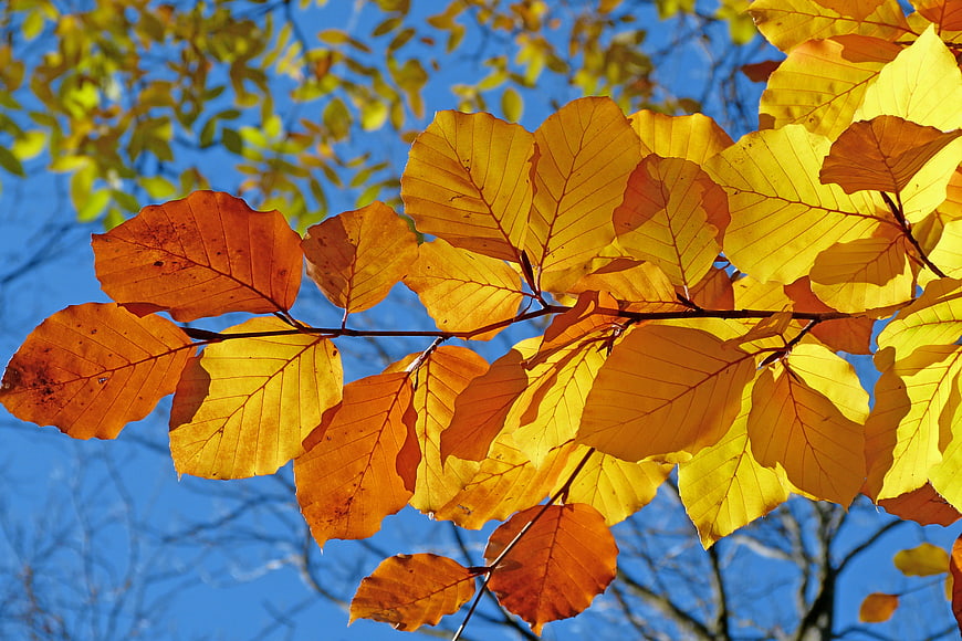 Vibrant yellow and orange beech leaves against blue sky