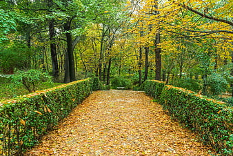 Autumn Park Path Lined With Green Hedges And Fallen Leaves