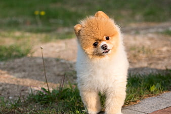 Cute fluffy Pomeranian puppy standing on grass outdoors