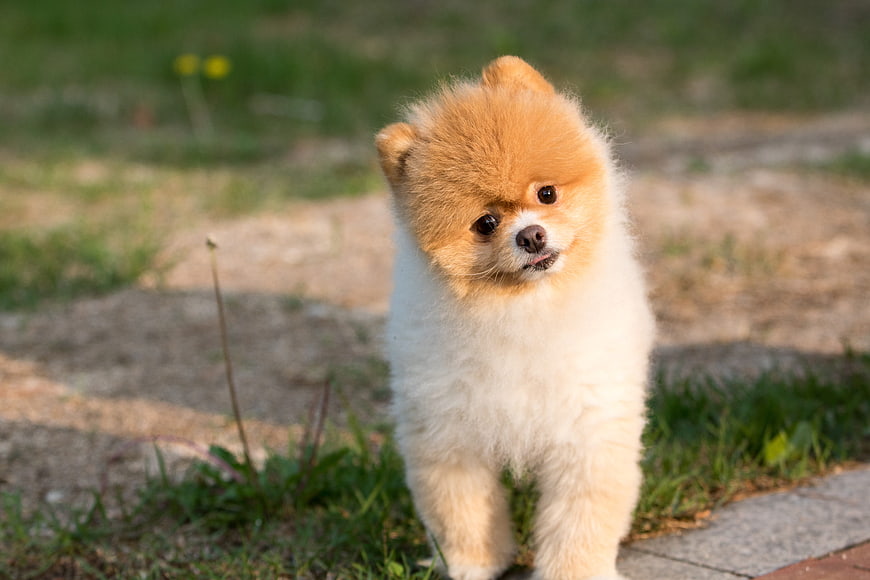 Cute fluffy Pomeranian puppy standing on grass outdoors