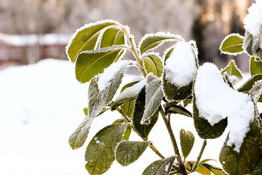 Close-up of green leaves covered in frost and snow
