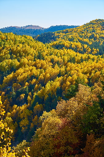 Vibrant Yellow Autumn Forest on Mountain Slope