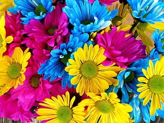 Vibrant Blue, Pink, and Yellow Daisies Close-Up