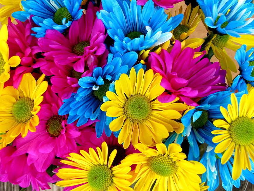 Vibrant Blue, Pink, and Yellow Daisies Close-Up