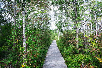 Wooden Boardwalk Path Through Green Birch Forest