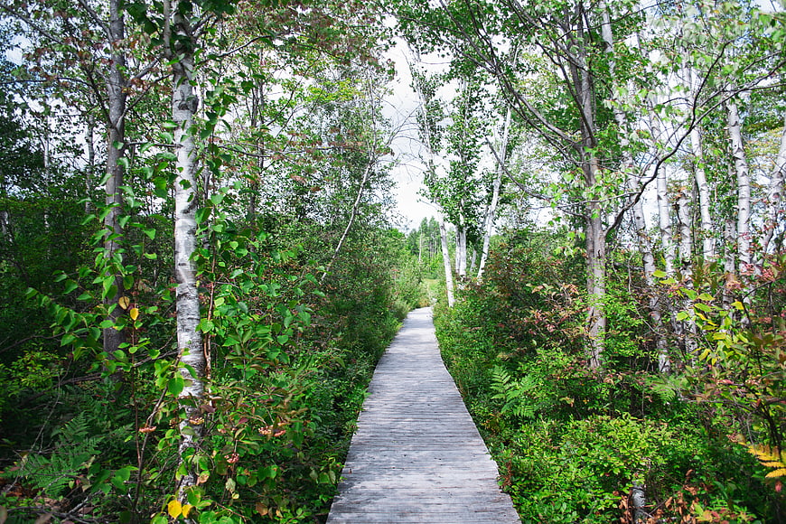 Wooden Boardwalk Path Through Green Birch Forest