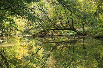 Serene River Reflection in Lush Green Forest