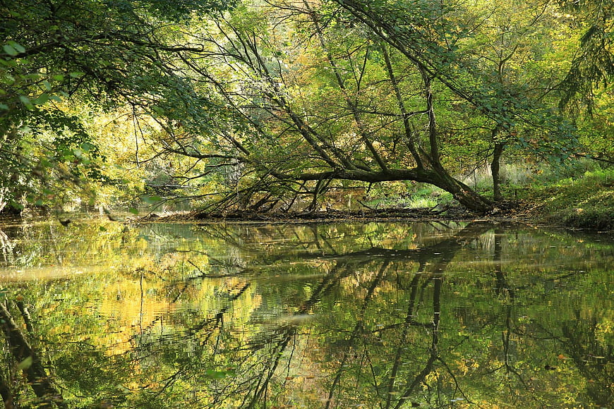 Serene River Reflection in Lush Green Forest