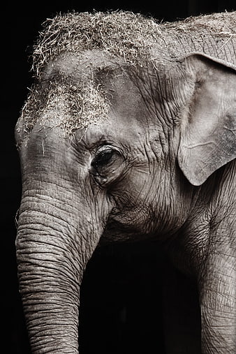 Close-up portrait of elephant with hay on head