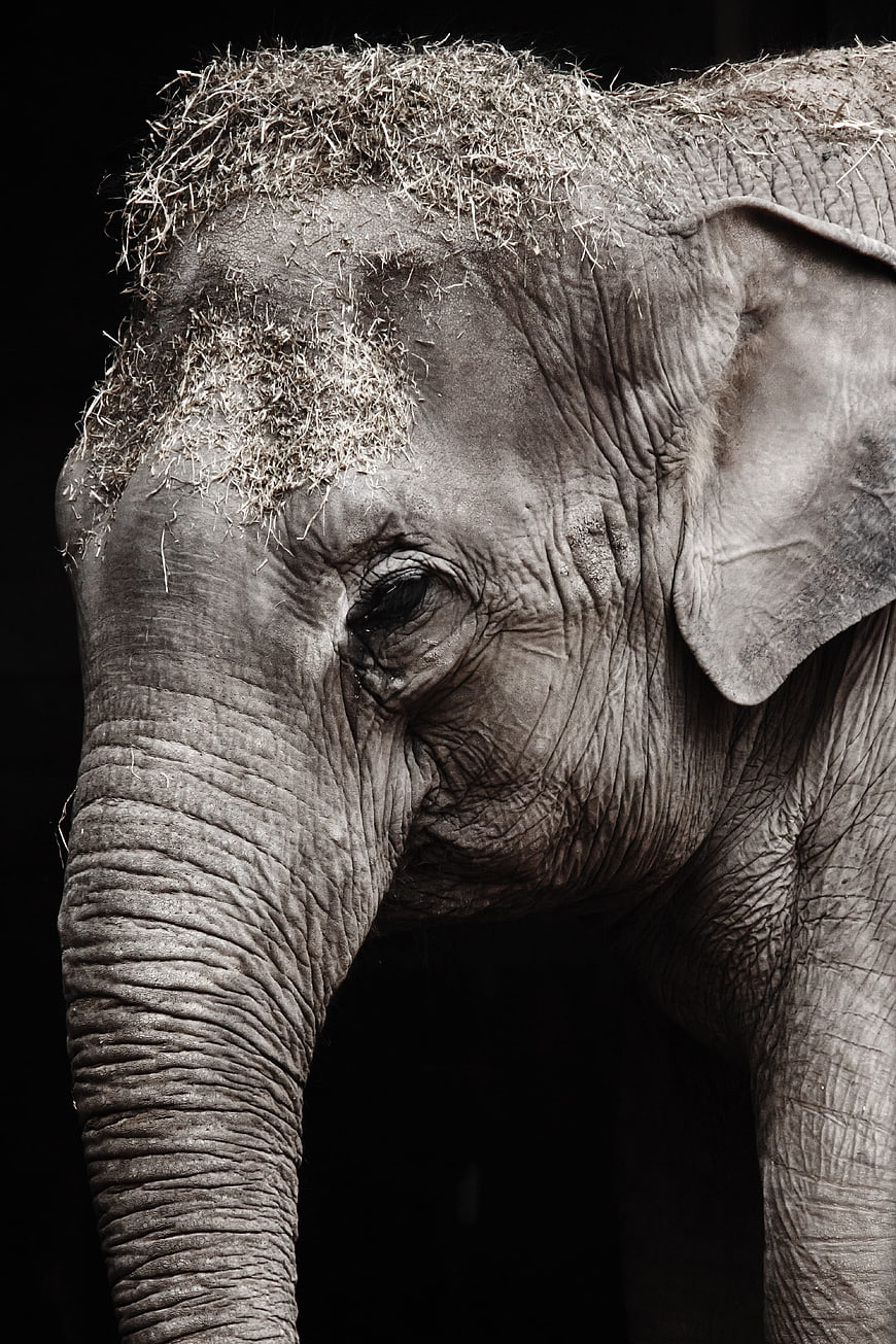 Close-up portrait of elephant with hay on head