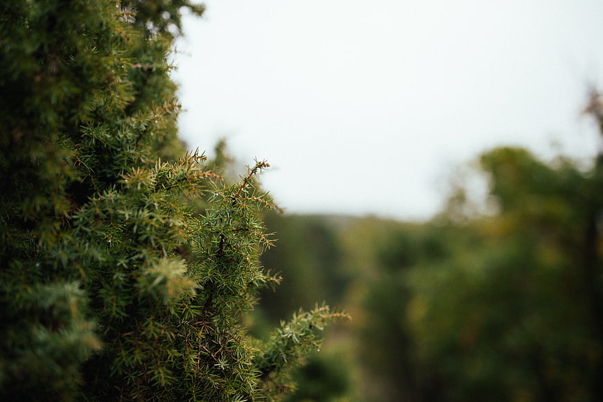 Close-up of green pine needles with blurred forest background