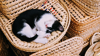 Sleeping black and white kitten in woven basket