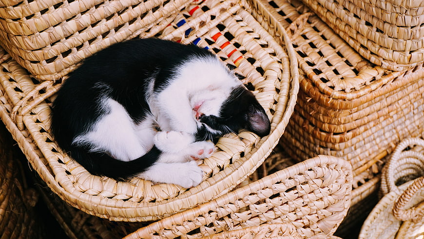 Sleeping black and white kitten in woven basket
