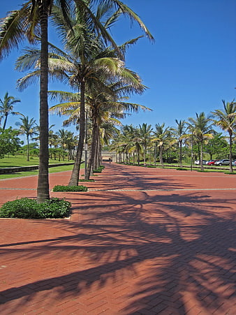 Red brick boulevard lined with palm trees under blue sky