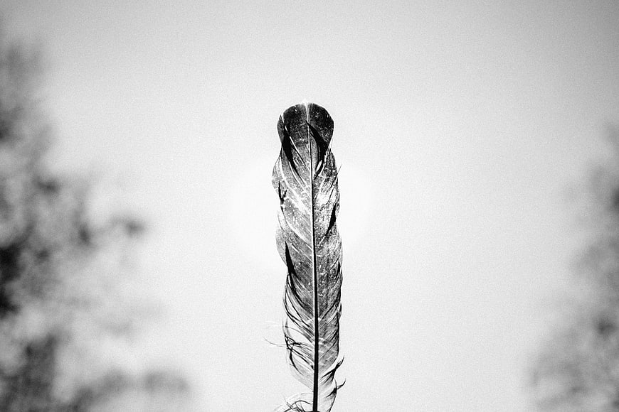 Black and white close-up of a single feather against blurred background