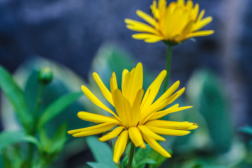 Close-up of vibrant yellow flowers with blurred green background