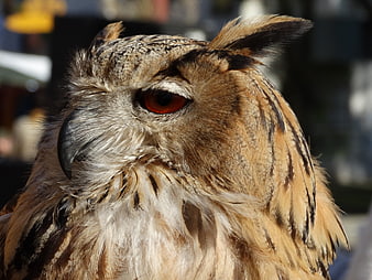 Close-up portrait of a majestic Great Horned Owl