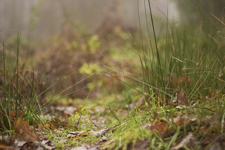 Close-up of dew-covered grass blades in a misty forest