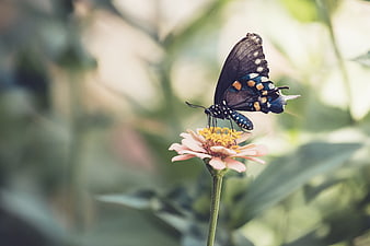 Black Butterfly on Pink Flower in Garden