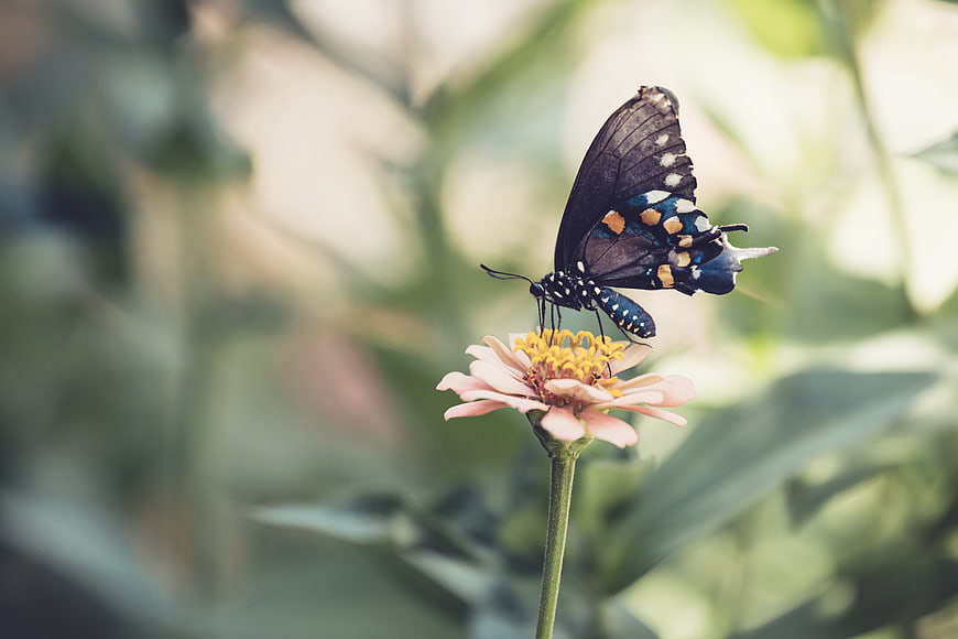 Black Butterfly on Pink Flower in Garden