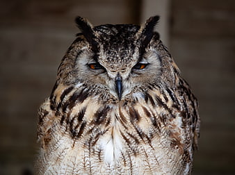 Close-up portrait of a majestic horned owl with intense orange eyes