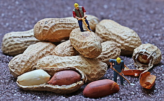 Miniature construction workers on giant peanuts macro shot