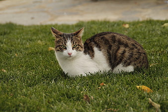 Tabby and White Cat Resting on Green Grass