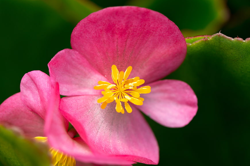 Close-up of Pink Flower with Yellow Center