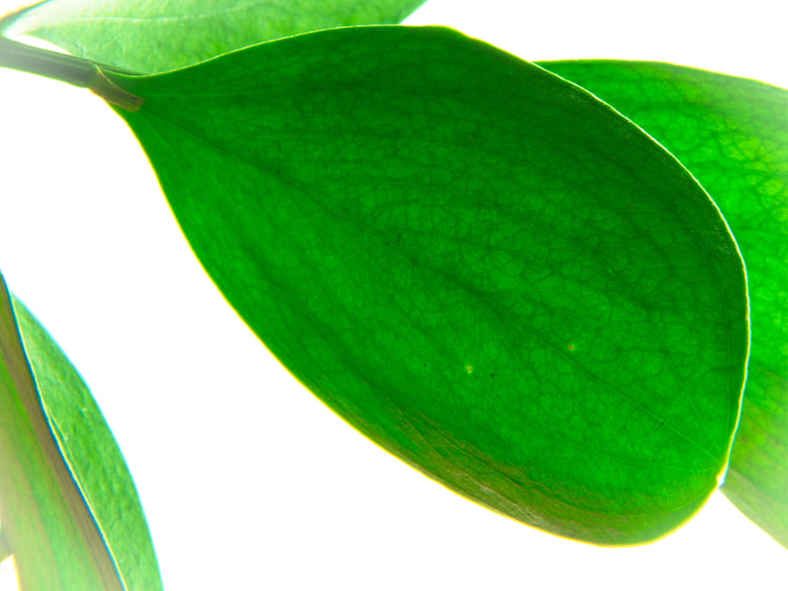 Close-up of vibrant green leaf backlit against white background